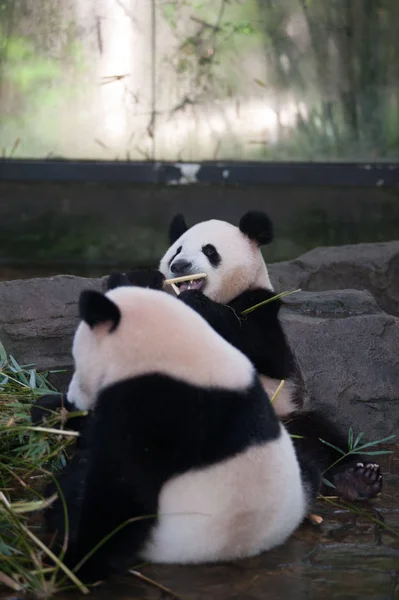 Los Pandas Gigantes Comen Bambú Una Habitación Con Aire Acondicionado —  Fotos de Stock