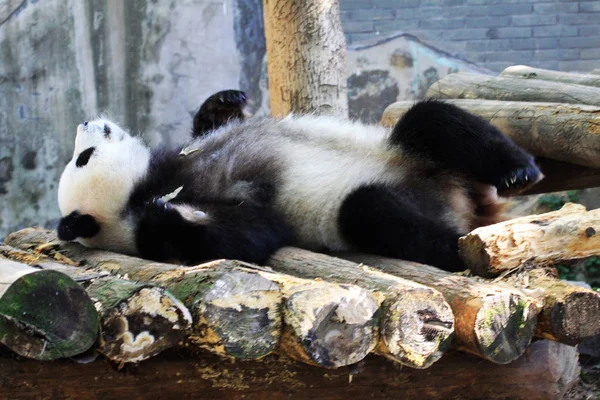 2013 東中国浙江省杭州の動物園で太陽の光の下に丸太の上で眠るジャイアント パンダ — ストック写真
