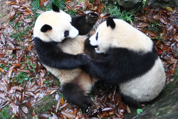 Giant Panda Δίδυμα Chengda Και Chengxiao Παίζουν Στο Ζωολογικό Κήπο — Φωτογραφία Αρχείου