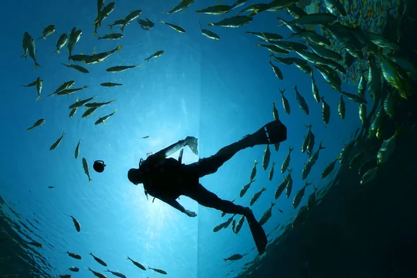 Водолаз Плавает Морской Жизнью Первом Китайском Подводном Ресторане Intercontinental Sanya — стоковое фото