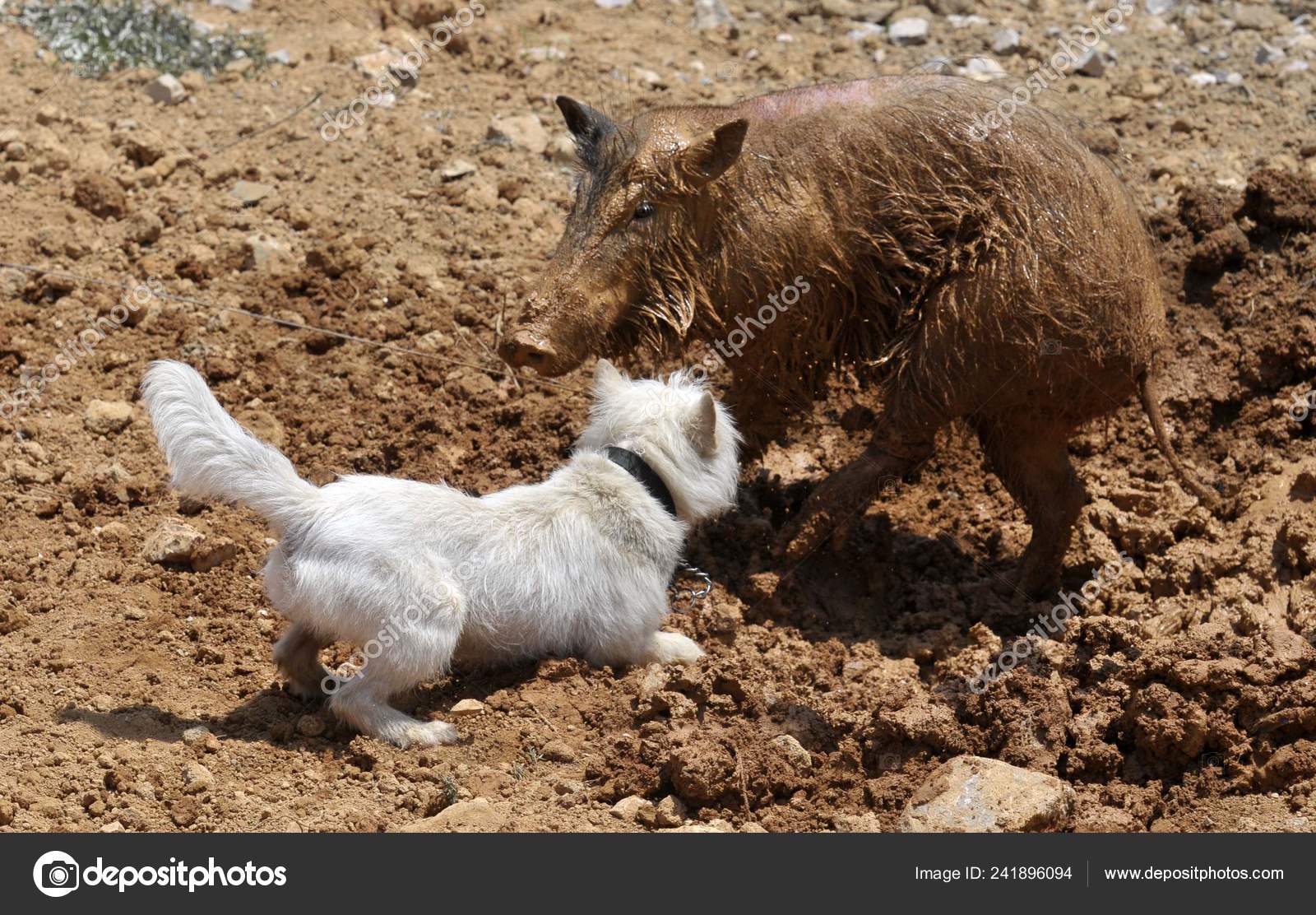 Xiasi Dog Front Fights Wild Boar Dog Boar Competition Xiasi Stock Editorial Photo C Chinaimages 241896094