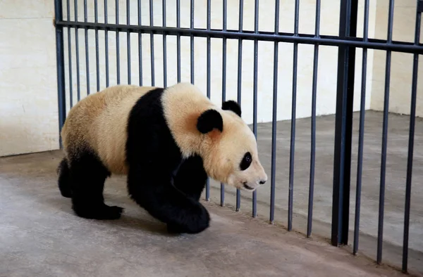 Onun Evde Huaying Dağ Dev Panda Vahşi Eğitim Üssü Guang — Stok fotoğraf