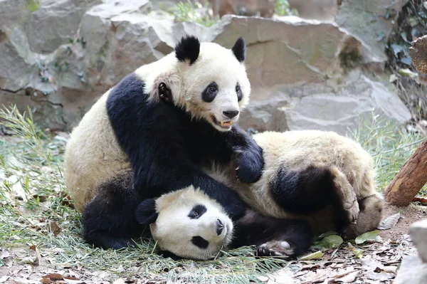 2014年12月21日 大熊猫双胞胎程达和程晓在中国浙江省东部杭州市杭州动物园玩耍 — 图库照片