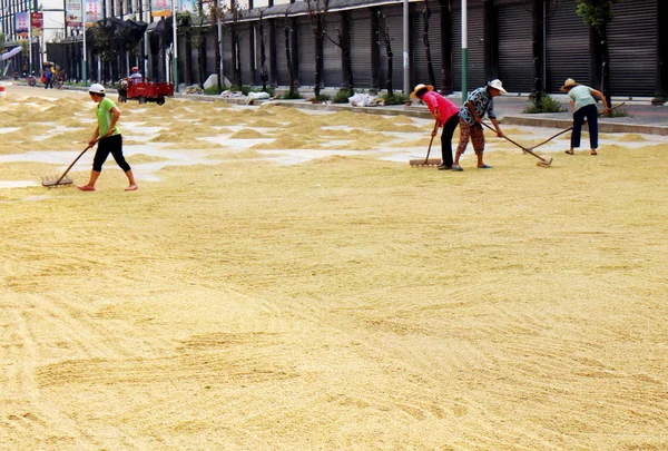 2014年9月8日 中国重庆市梁平县明大镇一条路上 中国农民把大米堆在一起晒干 — 图库照片