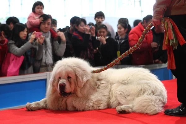 Mastín Tibetano Descansa Stand Durante Una Exposición Shanghái China Marzo —  Fotos de Stock