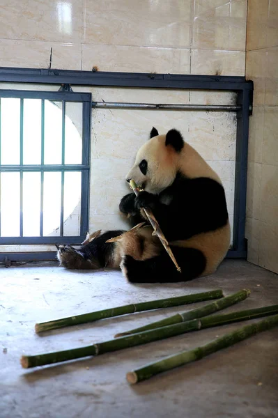 Női Óriás Panda Yang Hua Bambusz Eszik Huaying Hegyi Óriás — Stock Fotó