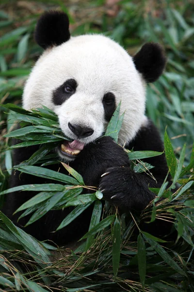 Giant Panda Ying Ying Yingying Zjada Bambusa Chengdu Research Base — Zdjęcie stockowe