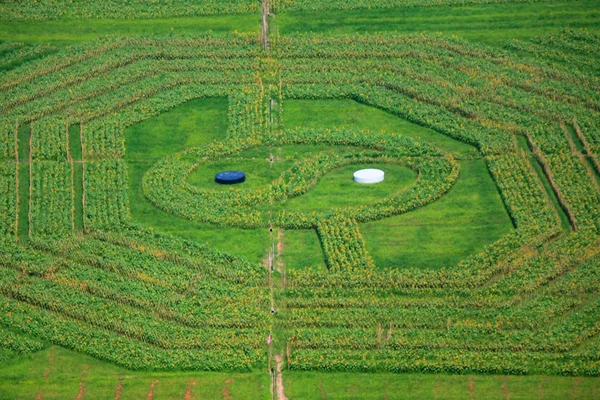 Forma Una Bagua Gigante Vista Campo Girasole Piedi Del Monte — Foto Stock