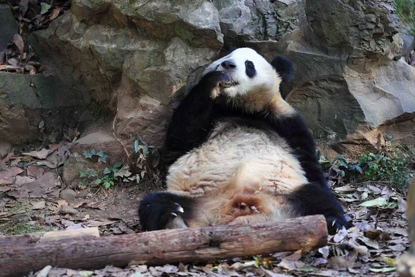 Óriás Panda Ikrek Egyik Nyalogatja Mancs Után Eszik Egy Párolt — Stock Fotó