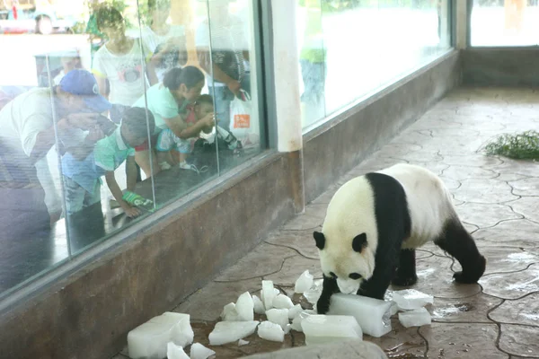 Panda Gigante Juega Con Bloques Hielo Para Refrescarse Zoológico Día — Foto de Stock