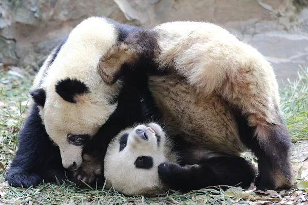 Giant Panda Δίδυμα Chengda Και Chengxiao Παίζουν Στο Ζωολογικό Κήπο — Φωτογραφία Αρχείου