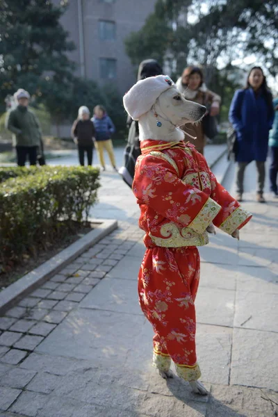 Cão Chamado Xiaoniu Vestido Com Roupas Caminha Patas Traseiras Xangai — Fotografia de Stock