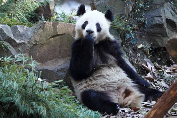 2014 日中国東部の浙江省杭州市に杭州動物園で蒸しとうもろこし饅頭を食べた後その足を舐めるジャイアント パンダの双子の一つ — ストック写真