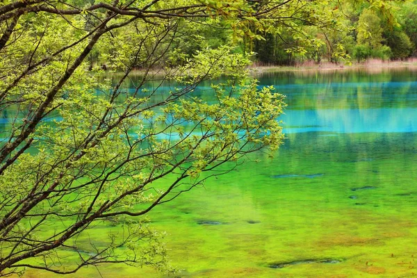 Paisaje Del Estanque Cinco Colores Valle Jiuzhaigou Condado Jiuzhaigou Prefectura —  Fotos de Stock