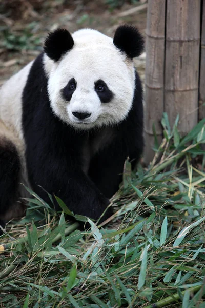 Panda Velká Xing Xingya Vypadá Stránce Chengdu Výzkumné Základny Giant — Stock fotografie