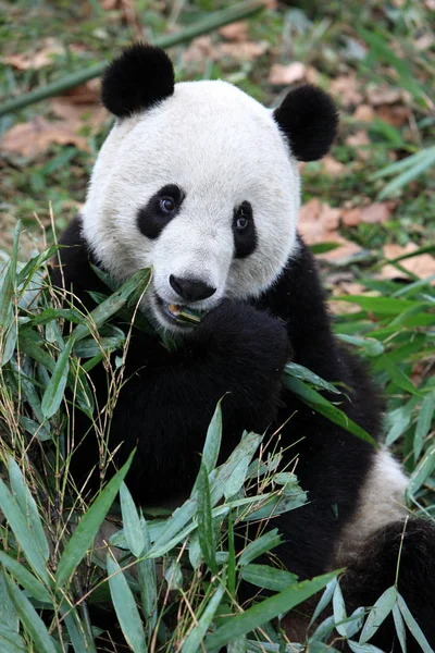 Panda Gigante Gong Zai Gongzai Come Bambu Base Pesquisa Chengdu — Fotografia de Stock