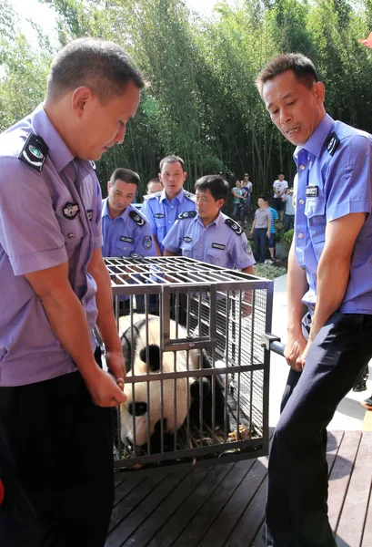 Des Employées Chinoises Transportent Panda Géant Yang Hua Chez Lui — Photo