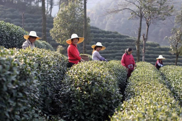 Chinese Boeren Plukken Xihu Longjing Dragon Well Theeblaadjes Een Theeplantage — Stockfoto