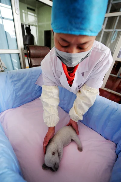 Membro Equipe Chinesa Assiste Urso Polar Recém Nascido Oceano Penglai — Fotografia de Stock