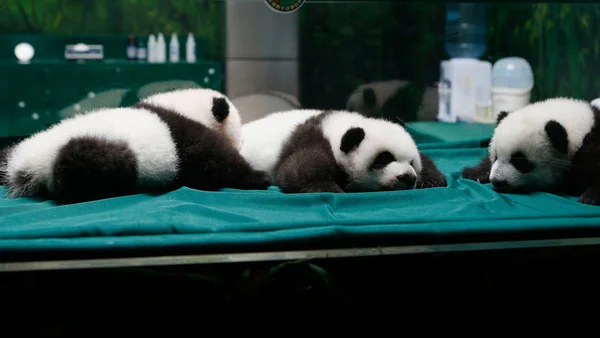 Los Trillizos Panda Gigantes Exhiben Una Ceremonia Para Celebrar Sus — Foto de Stock