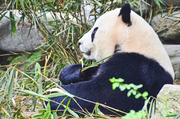 Obří Panda Bambus Chengdu Výzkumu Základnu Giant Panda Chov Městě — Stock fotografie