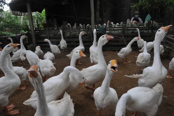 Een Chinese Boer Voedt Ganzen Een Boerderij Qionghai Zuid Chinas — Stockfoto