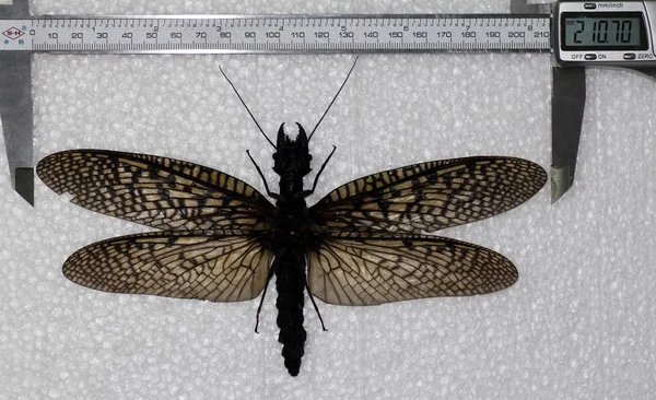 Photo Taken July 2014 Shows Specimen Insect Order Megaloptera Which — Stock Photo, Image