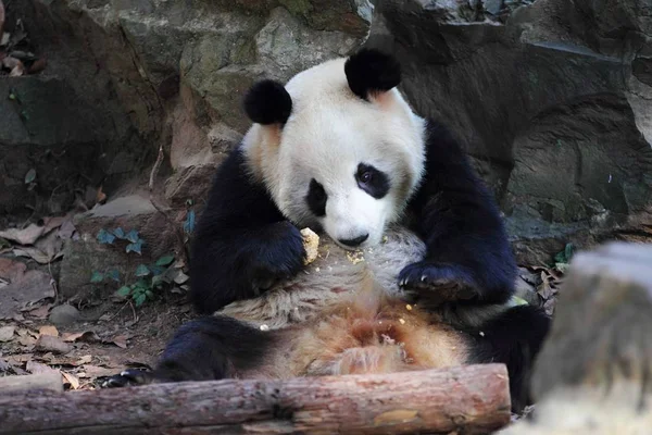Jedno Dvojčat Pandy Buchtu Dušená Kukuřice Hangzhou Zoo Hangzhou City — Stock fotografie
