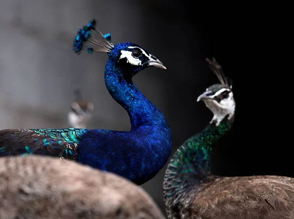 Blauwe Peafowls Zijn Zien Een Boerderij Peacock Yuhuan County Taizhou — Stockfoto