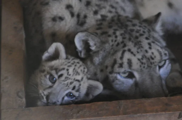 Une Paire Louveteaux Léopards Des Neiges Jumeaux Nés Léopard Des — Photo