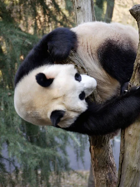 Ein Panda Auf Einem Zweig Einem Zoo Nanjing Provinz Jiangsu — Stockfoto