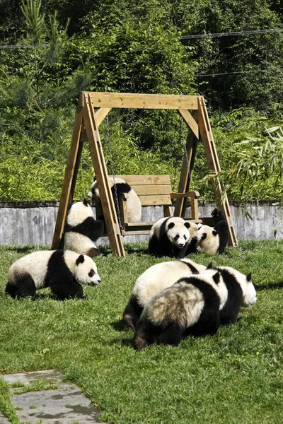 Riesenpandas Genießen Die Sonne Chinesischen Naturschutz Und Forschungszentrum Für Den — Stockfoto