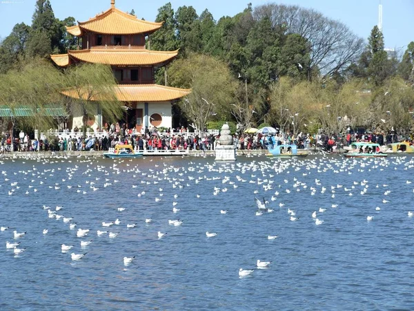 Massa Van Lachende Meeuwen Rusten Het Meer Cuihu Park Kunming — Stockfoto