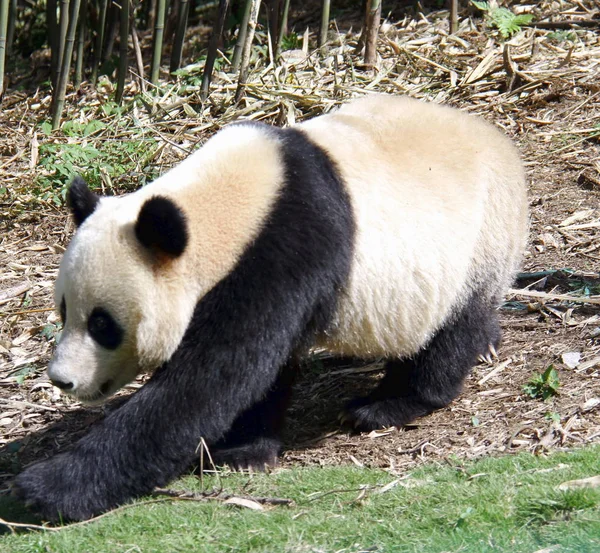 雄性大熊猫云涛在中国西南四川省广安市华英山大熊猫野生训练基地徘徊 2014年9月22日 — 图库照片