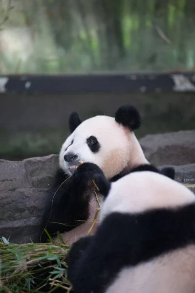 Los Pandas Gigantes Comen Bambú Una Habitación Con Aire Acondicionado — Foto de Stock