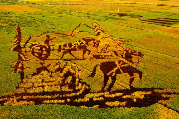 Une Peinture Riz Paddy Est Exposée Dans Une Rizière Ville — Photo