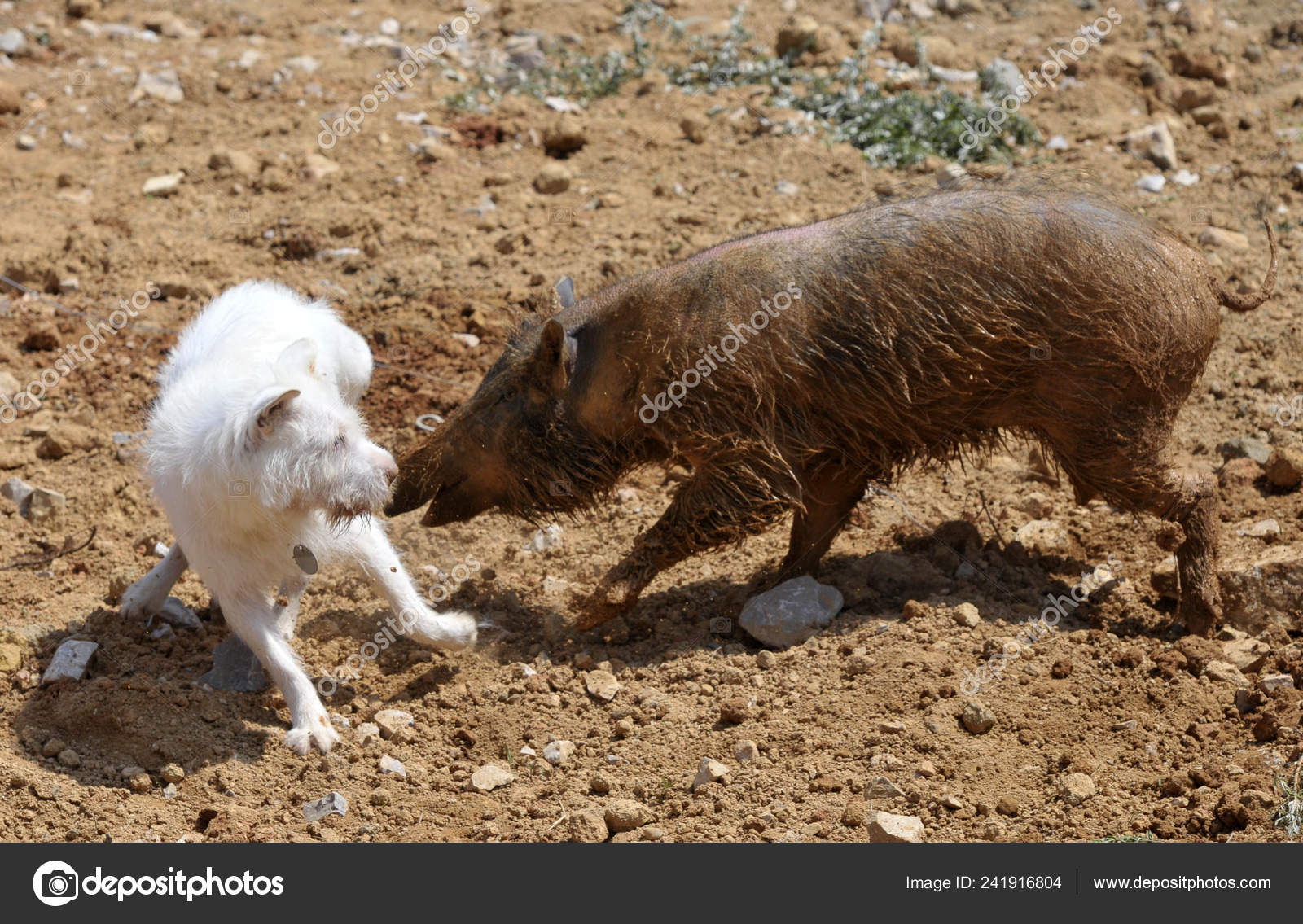 Xiasi Dog Left Fights Wild Boar Dog Boar Competition Xiasi Stock Editorial Photo C Chinaimages 241916804