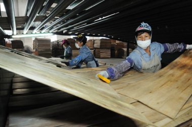 Female Chinese workers produce plywood at a furniture factory in Shangsi county, south Chinas Guangxi Zhuang Autonomous Region, 28 August 2014. clipart