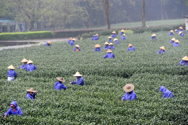 Chinese Boeren Plukken Longjing Theeblaadjes Een Theeplantage Buurt Van Het — Stockfoto