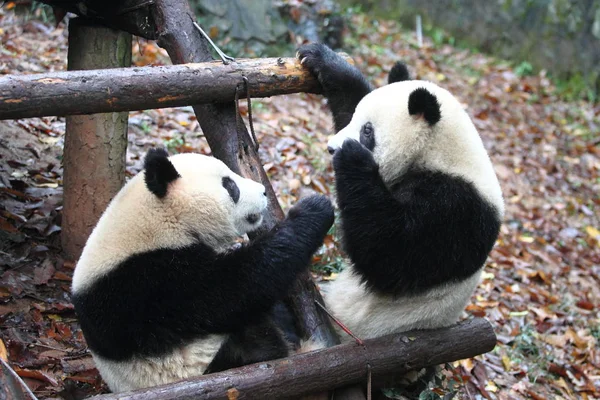 Gemelos Panda Gigantes Chengda Chengxiao Juegan Zoológico Hangzhou Ciudad Hangzhou — Foto de Stock