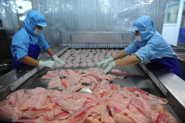 Chinesische Arbeiter Verarbeiten Tilapia Für Den Export Einer Verarbeitungsanlage Der — Stockfoto