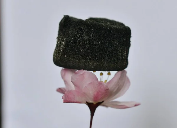 Una Esponja Carbono Que Yace Una Flor Cerezo Representa Biblioteca — Foto de Stock