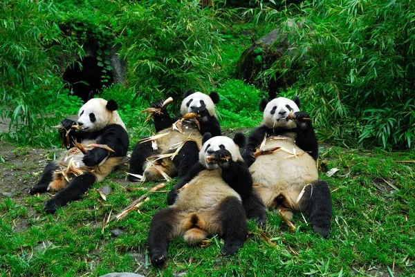 Riesenpandas Fressen Chinesischen Pandaschutz Und Forschungszentrum Wolong Provinz Sichuan Südwesten — Stockfoto
