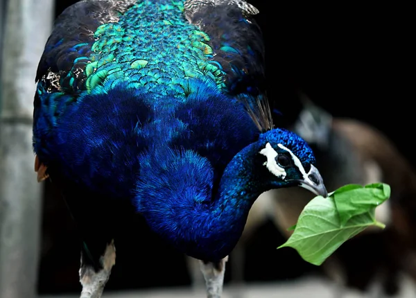 Peafowls Azuis São Vistos Uma Fazenda Pavão Condado Yuhuan Cidade — Fotografia de Stock