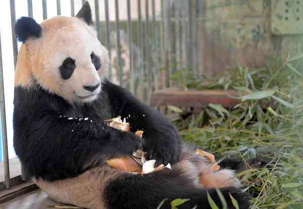 Masculino Panda Gigante Lanzai Come Brotos Bambu Lanzhou Zoo Cidade — Fotografia de Stock