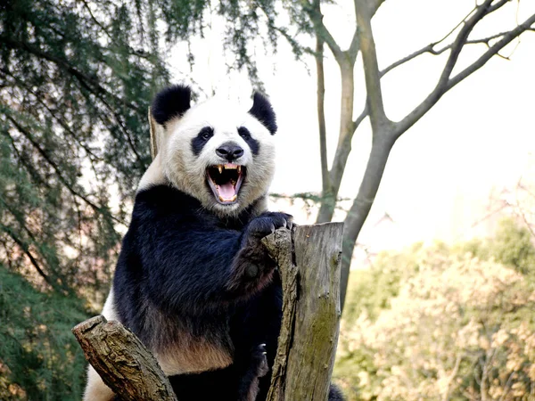 Panda Seen Twig Zoo Nanjing East Chinas Jiangsu Province December — Stock Photo, Image