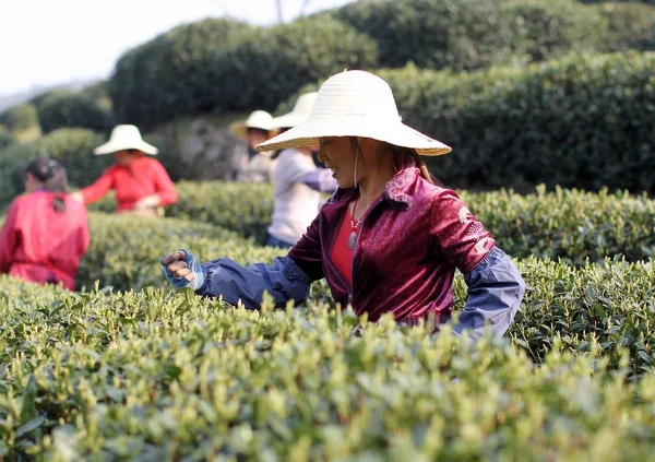 Chinese Boeren Plukken Xihu Longjing Dragon Well Theeblaadjes Een Theeplantage — Stockfoto