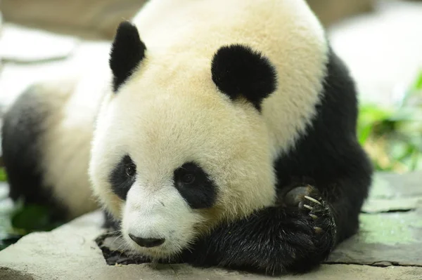 File Handout Picture Female Giant Panda Xiao Juxiao Rests Chimelong — стоковое фото