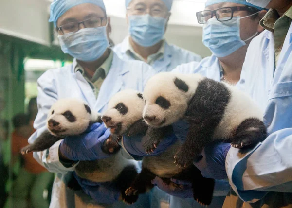 Los Trillizos Panda Nacidos Por Panda Gigante Femenino Xiao Juxiao — Foto de Stock