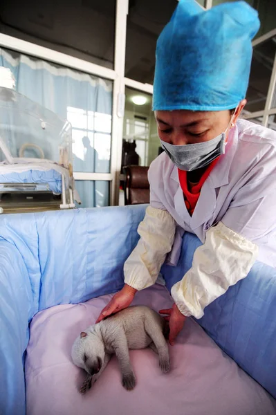 Membro Equipe Chinesa Assiste Urso Polar Recém Nascido Oceano Penglai — Fotografia de Stock